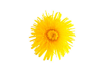 Image showing Dandelion flower