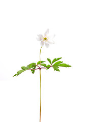 Image showing Wood anemone (Anemone nemorosa)