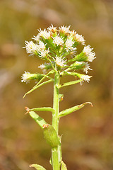 Image showing White butterbur (Petasites albus)