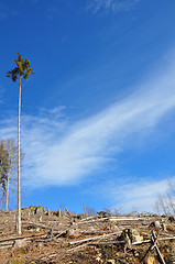 Image showing Clear cutting