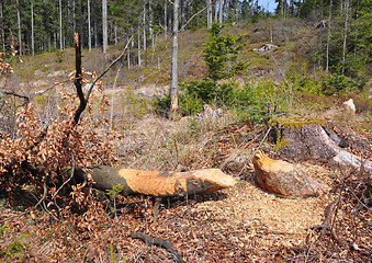 Image showing Beaver tree