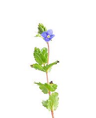 Image showing Germander speedwell (Veronica chamaedrys)