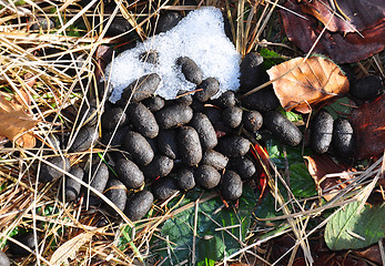 Image showing Droppings of red deer