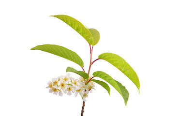 Image showing Alder buckthorn flowers (Frangula alnus)