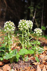 Image showing White butterbur (Petasites albus)