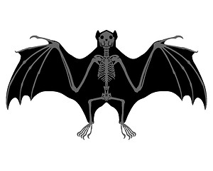 Image showing Bat skeleton