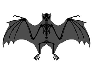 Image showing Bat skeleton