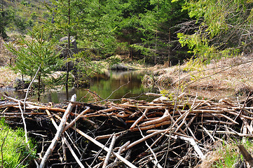 Image showing Beaver dam