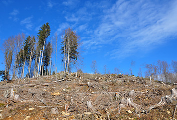 Image showing Clear cutting