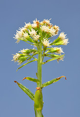 Image showing White butterbur (Petasites albus)