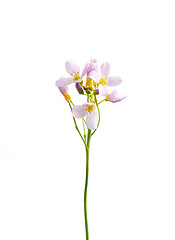 Image showing Cuckoo flower (Cardamine pratensis)