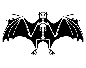 Image showing Bat skeleton