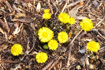 Image showing Coltsfoot (Tussilago farfara)