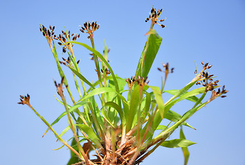 Image showing Hairy wood-rush (Luzula pilosa)