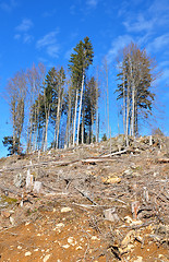 Image showing Clear cutting