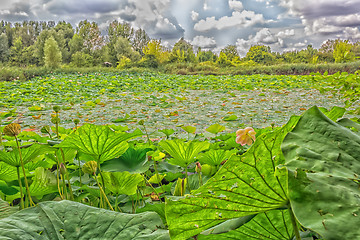 Image showing Lotus green area pond