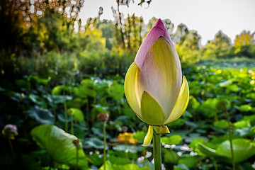 Image showing Lotus green area pond