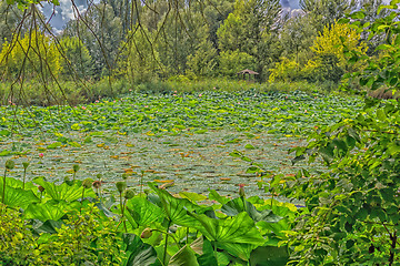 Image showing Lotus green area pond