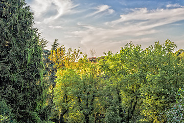 Image showing Weeds on green view