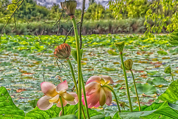 Image showing Lotus green area pond