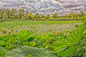 Image showing Lotus green area pond