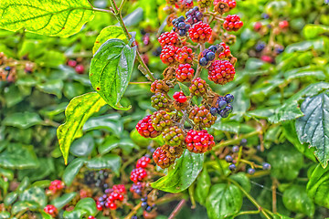 Image showing Red and black blackberries