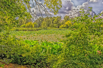 Image showing Lotus green area pond