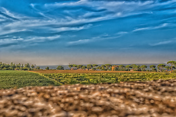 Image showing Weeds on green view