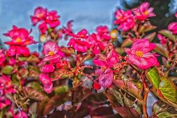 Image showing Begonia succulent flowers