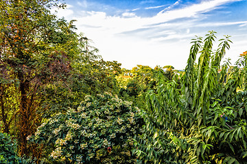 Image showing Weeds on green view