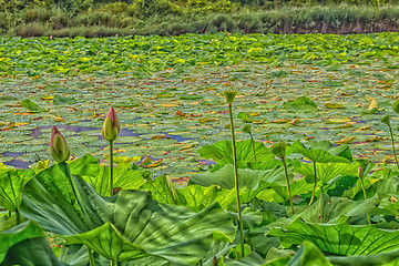 Image showing Lotus green area pond