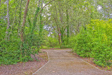 Image showing Walk path through green trees 