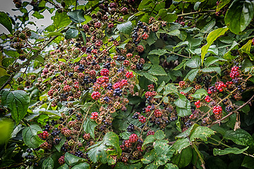 Image showing Red and black blackberries