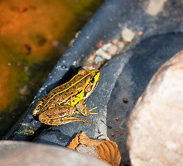 Image showing Frog