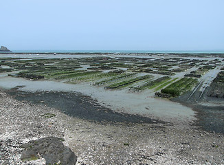 Image showing oyster beds at Cancale