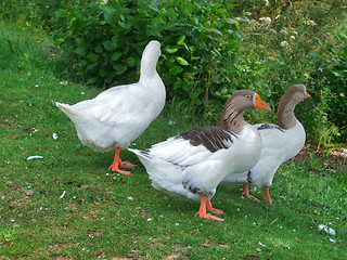 Image showing geese