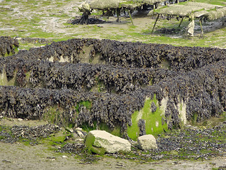 Image showing oyster beds at Cancale