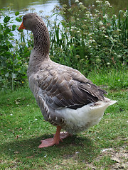 Image showing domestic goose