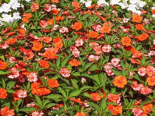 Image showing Impatiens New Guinea flower