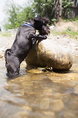 Image showing Staring dog