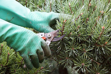 Image showing Close Up of Hands Trimming Grass with Clippers