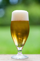 Image showing Elegant glass of cold refreshing beer