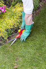 Image showing Close Up of Hands Trimming Grass with Clippers