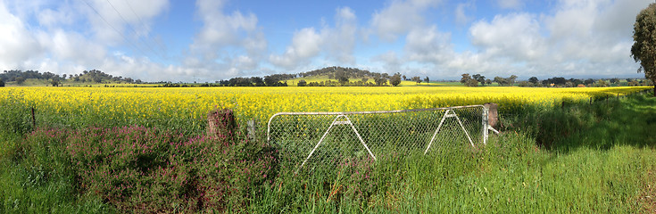 Image showing Cowra Canola Field Panorama