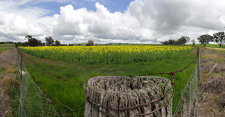 Image showing Field of Golden Canola