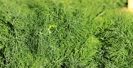 Image showing dill background