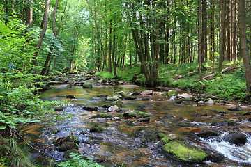 Image showing small river in the green forest 