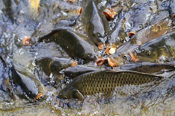 Image showing carp fishes are hungry 