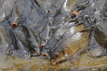 Image showing carp fishes are hungry 