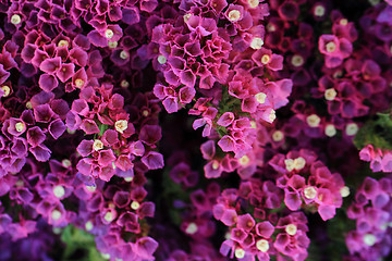 Image showing violet flowers 